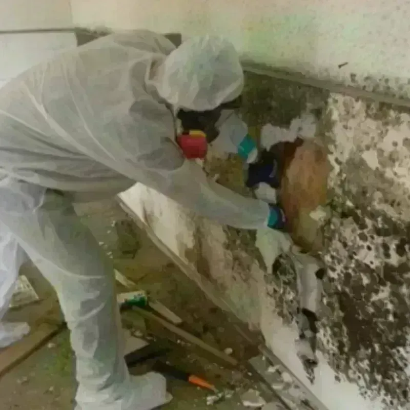 Mold Remediation and Removal in Daniel, UT